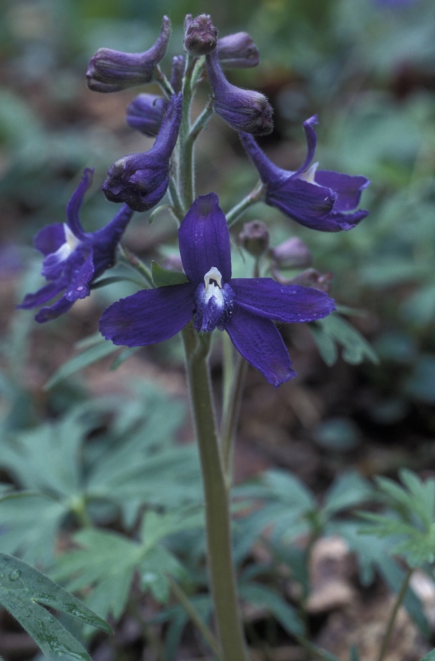 Dwarf larkspur
