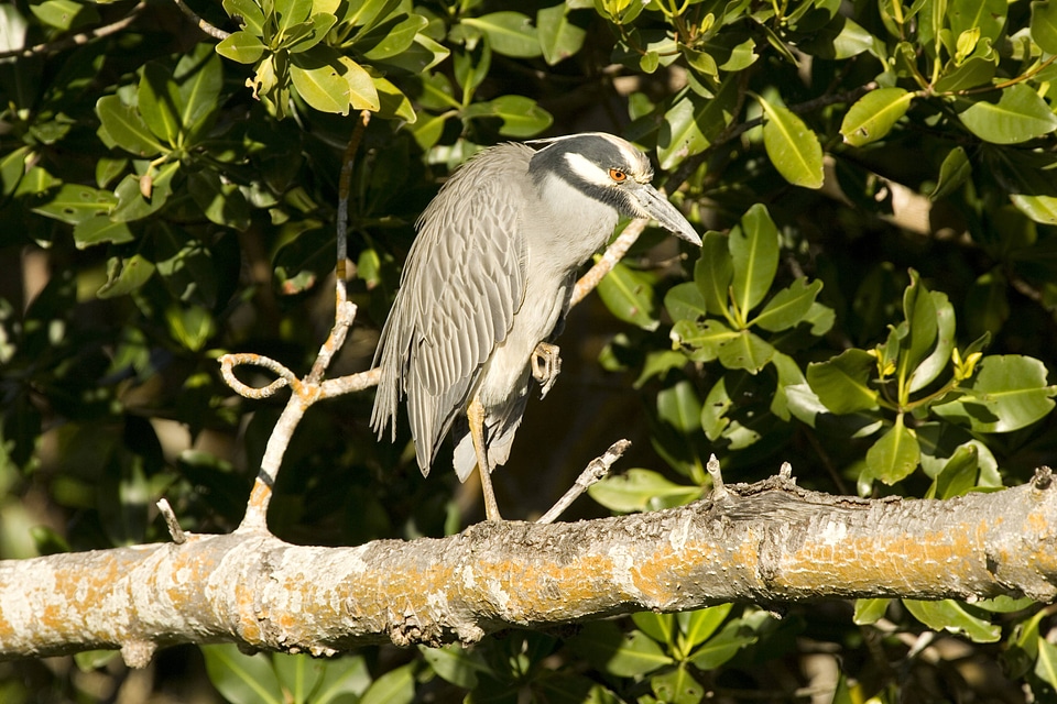 Yellow-crowned Night-Heron