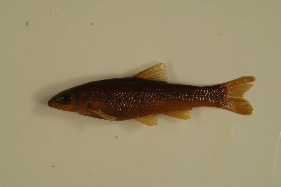 Campostoma anomalum-1