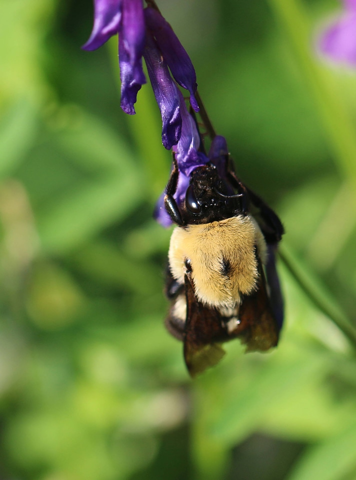 Brown-belted bumblebee on flower