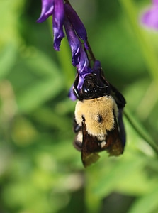 Brown-belted bumblebee on flower photo