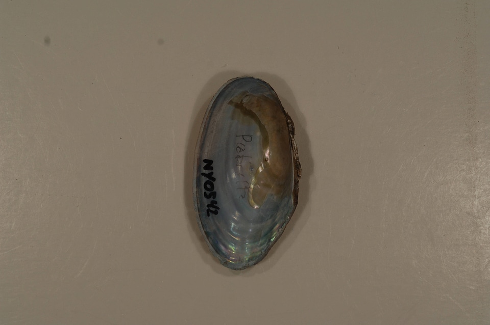 Pyganodon cataracta (inside)