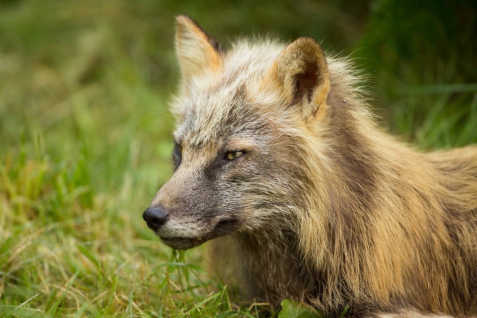 Red fox close-up-1