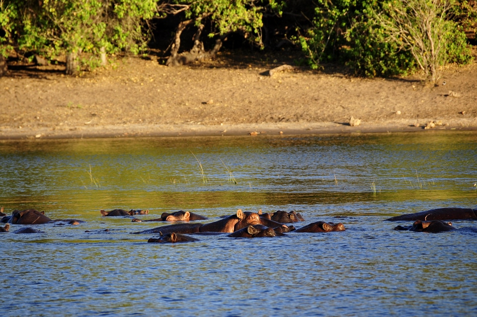 Water chobe botswana