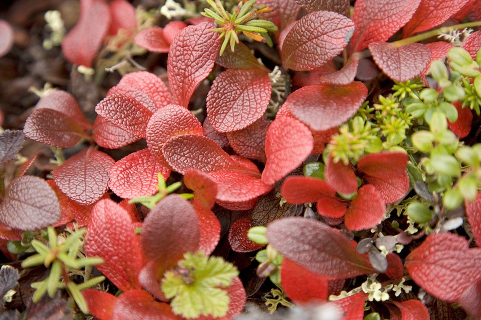 Bearberry growing in tundra tussocks