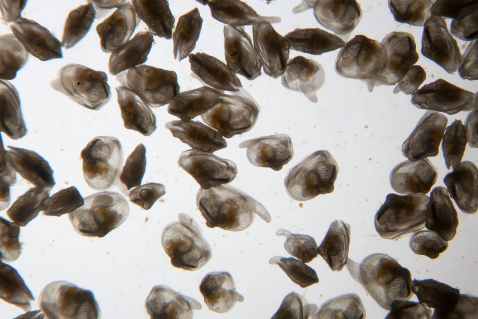 Juvenile freshwater mussels-1