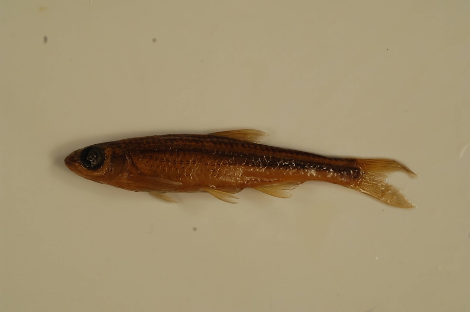 Notropis telescopus-1