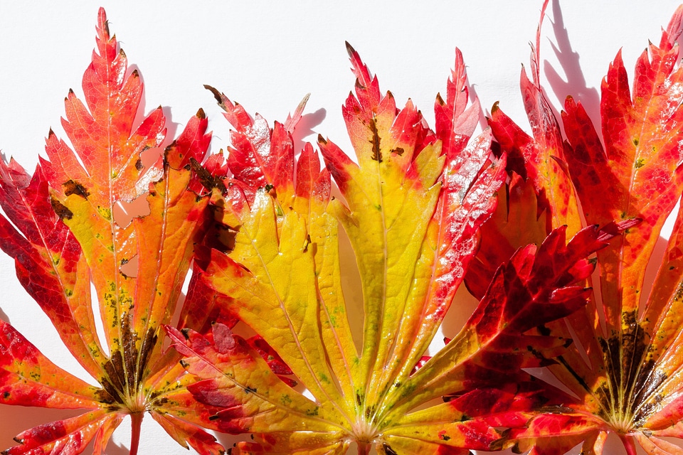 Hebrst autumn colours maple