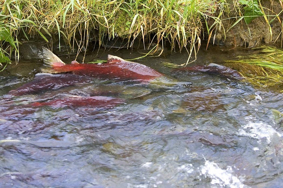 Salmon in stream