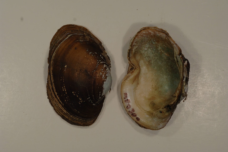 Lampsilis sp.-1