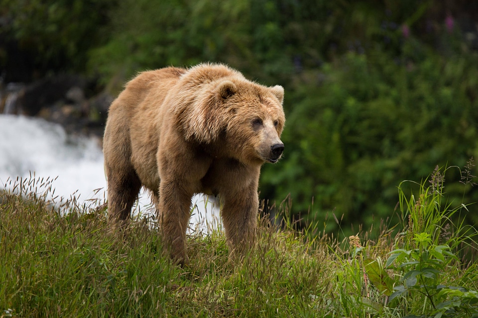 Kodiak brown bear sow