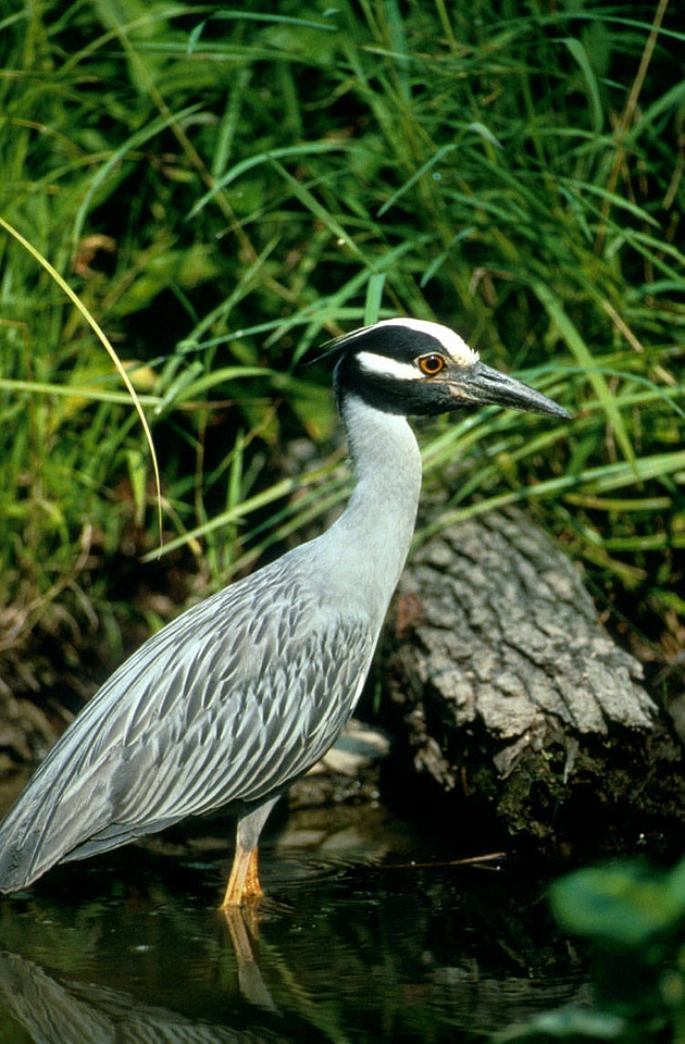 Yellow-crowned Night Heron photo