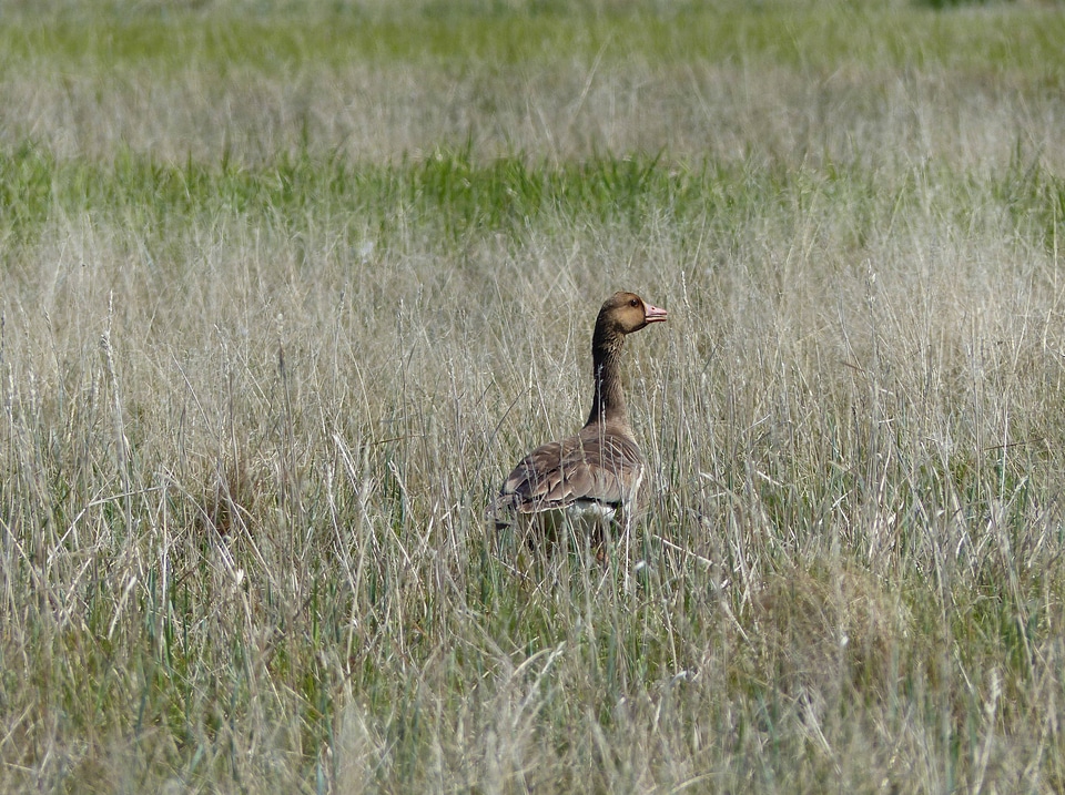 Greater White-fronted Goose