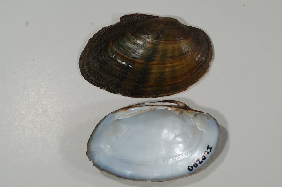 Ortmanniana ligamentina-1