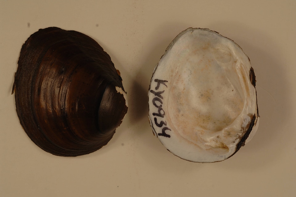 Pleurobema sintoxia