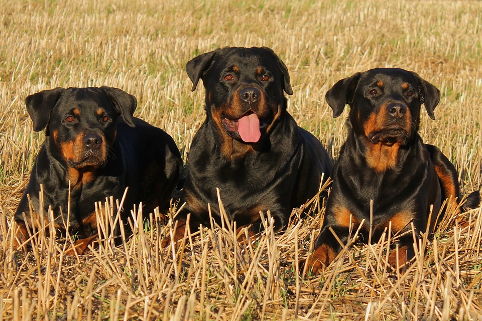 Rottweiler dog dogs