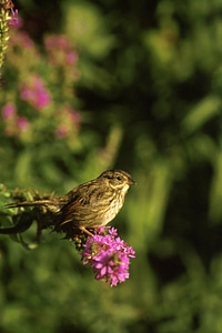 Swamp Sparrow photo