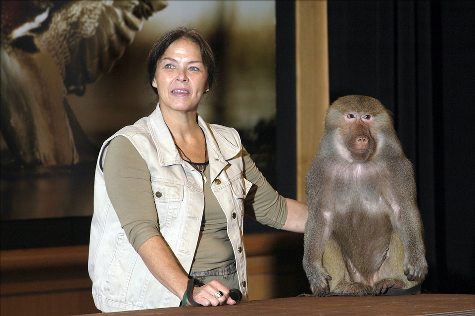 Wildlife educator Cheryl Battson with Baboon