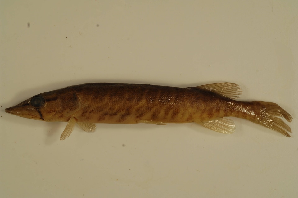 Esox americanus americanus