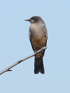 Say's Phoebe photo