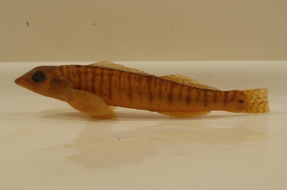 Percina caprodes-1