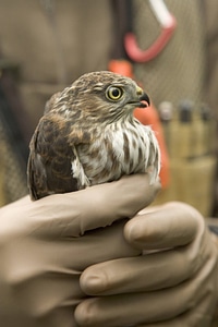 Sharp-shinned Hawk