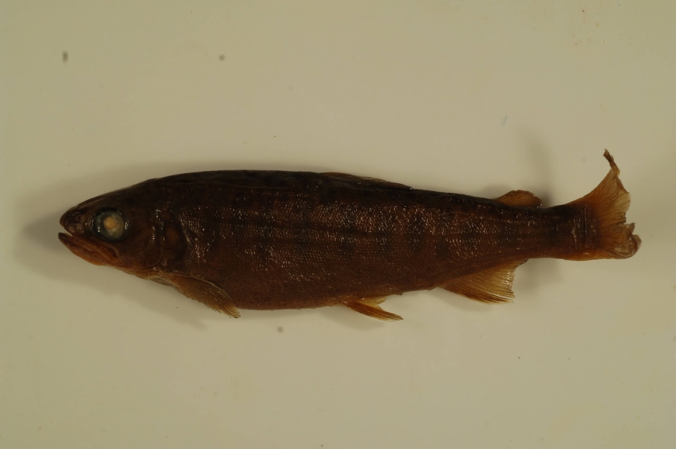 Oncorhynchus kisutch