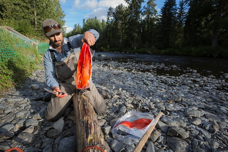 Fisherman catches silver salmon-2