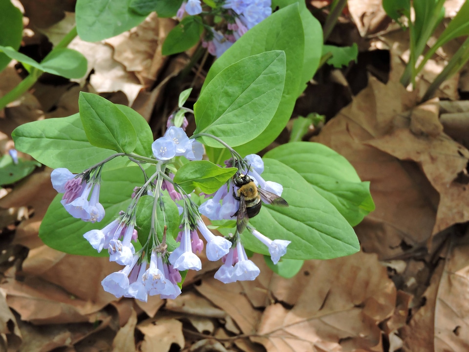 Bumblebee sipping nectar from a Virginia bluebell flower