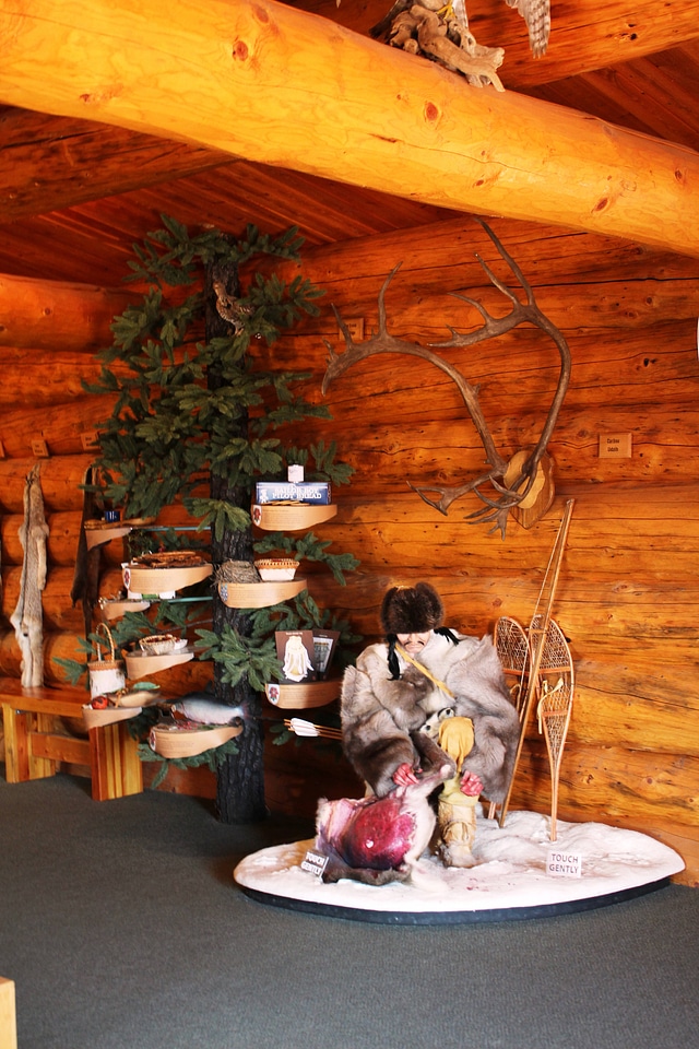 Athabascan Food Culture Tree and lifestyle