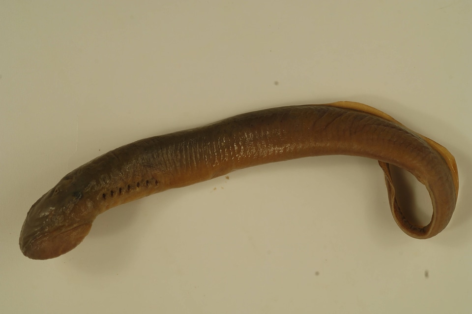 Ichthyomyzon unicuspis