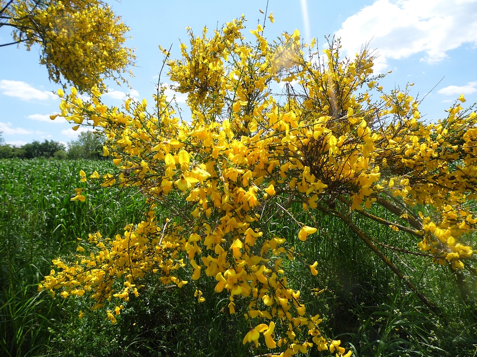 Bush yellow shrub sunshine