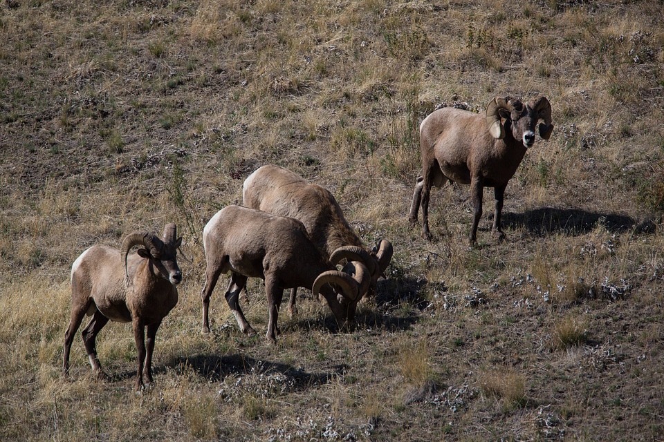 Bachelor group of rams walk a hillside-1
