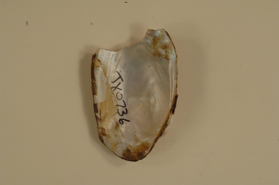 Lampsilis bracteata (inside)