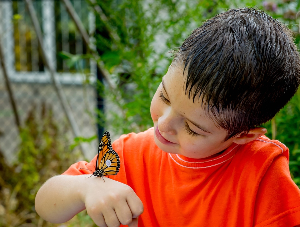 Little boy looking at tagged monarch