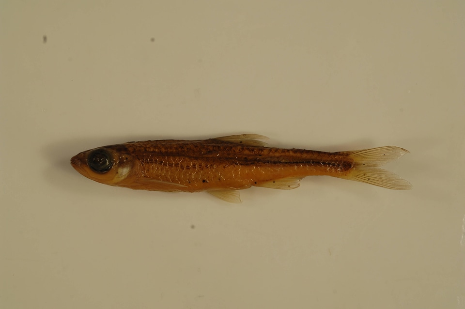 Notropis telescopus-1