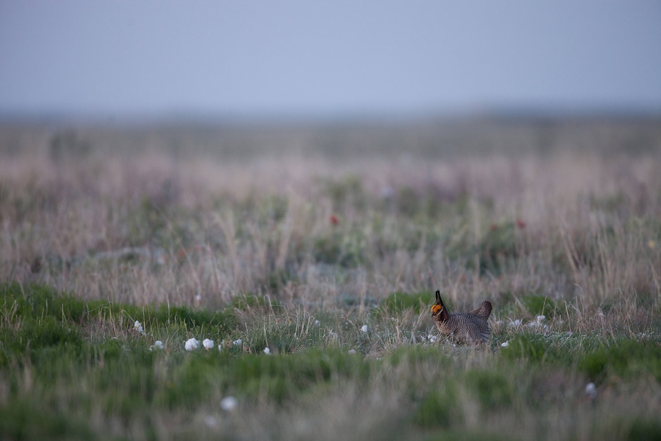 Lesser Prairie-Chicken-2