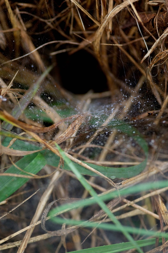 Grass with spider webs and dew drops