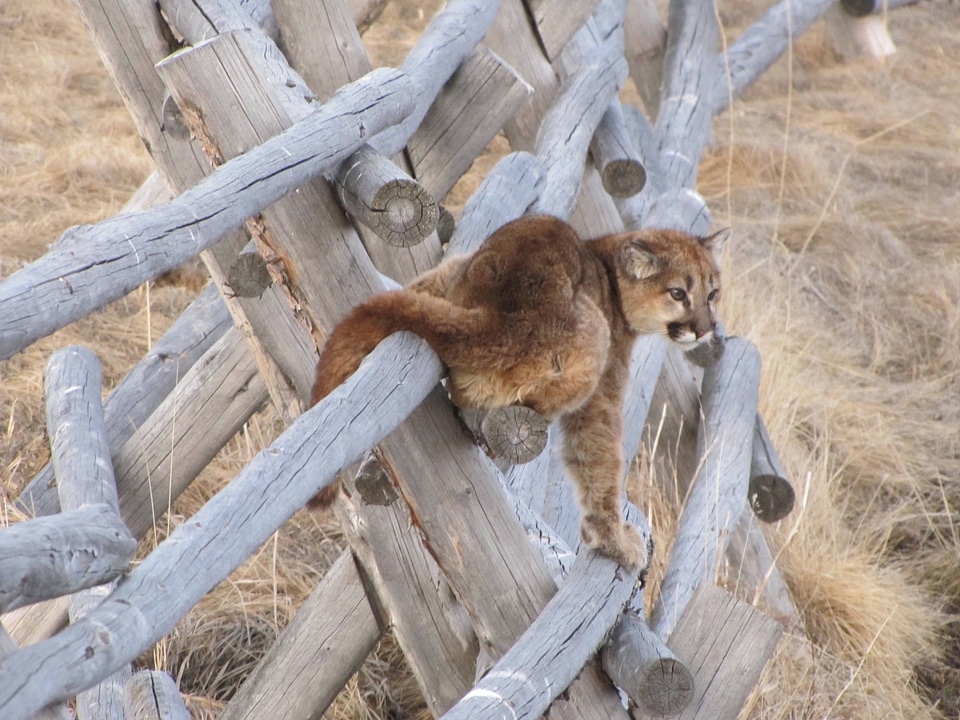 Juvenille Mountain lion on a fence