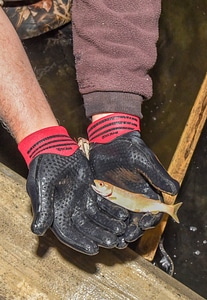 Juvenile Lake Trout at Pendills Creek National Fish Hatchery