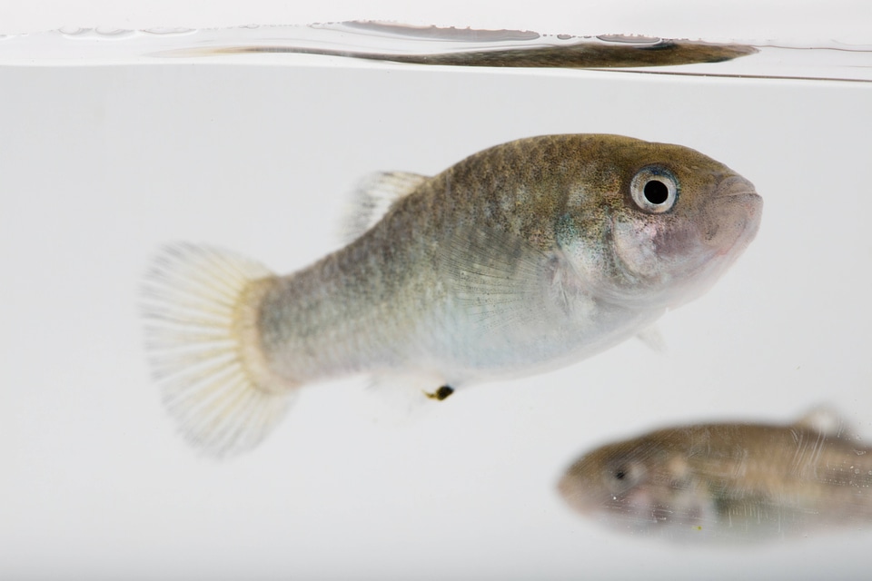 Devils Hole Pupfish in captivity