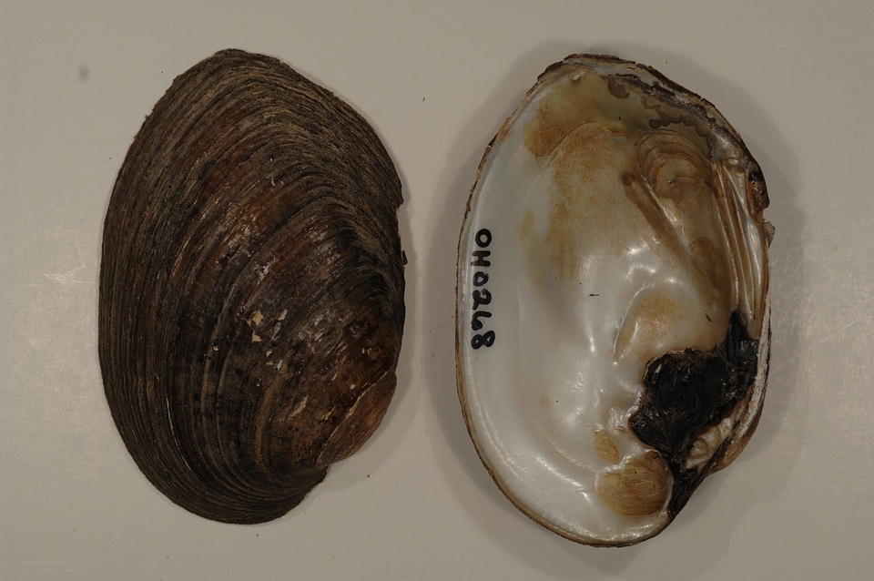 Ortmanniana ligamentina-1