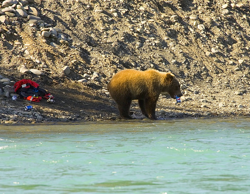 Here comes the bear!