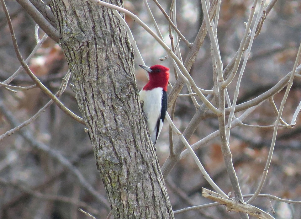 Red-headed Woodpecker