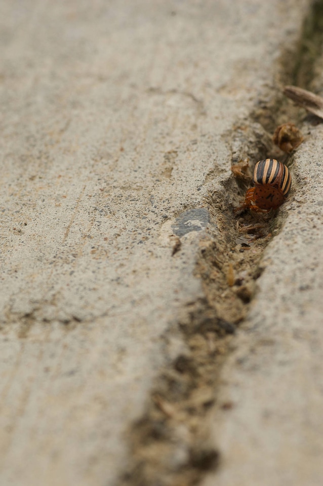 Colorado potato beetle-1