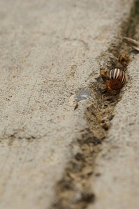 Colorado potato beetle-1
