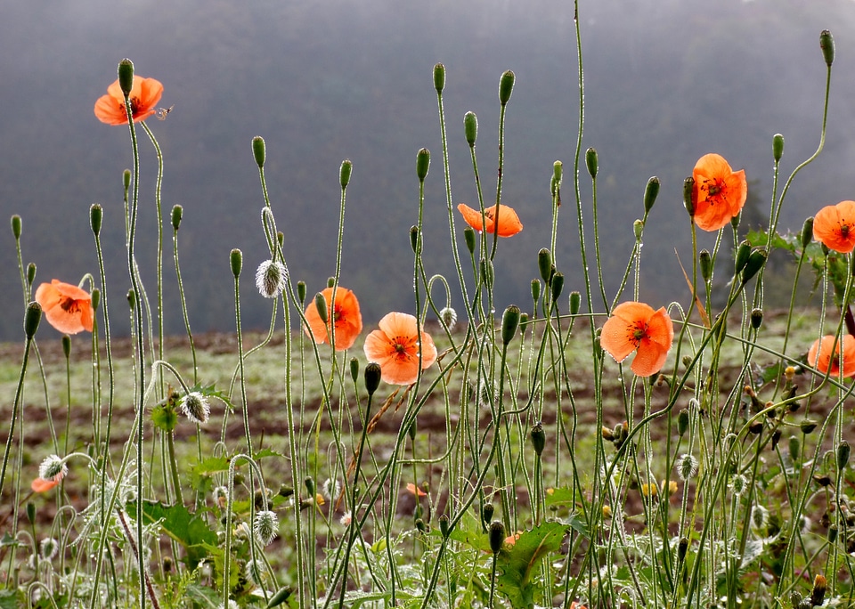 Nature flowers light