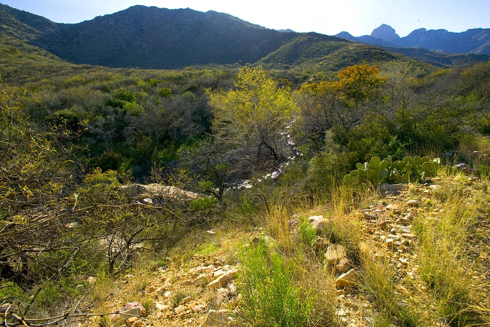 Brown Canyon at Buenos Aires National Wildlife Refuge