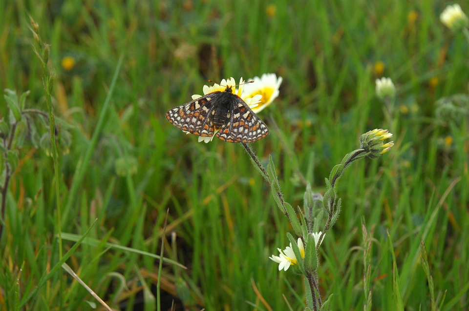 Bay Checkerspot butterfly-2