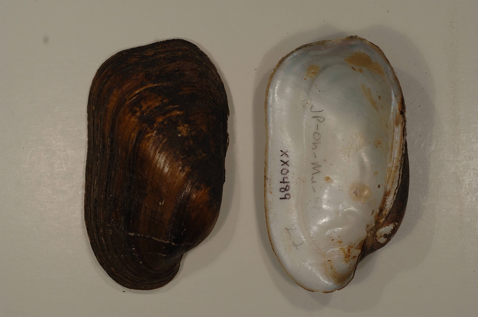 Lampsilis siliquoidea-1